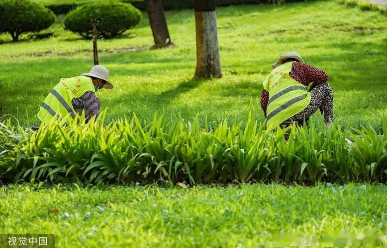 风景园林管理问题：如何克服城市绿化难题？