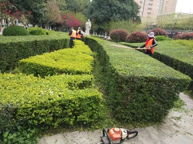 广水市政道路绿化常用苗木