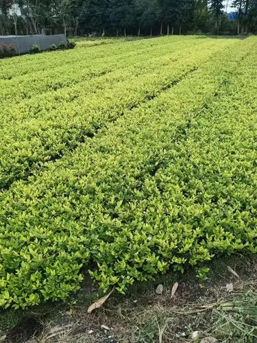 园林苗圃规划设计方案.docx